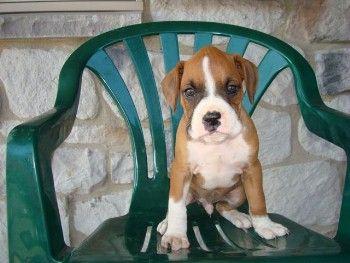 Puppies in PA
